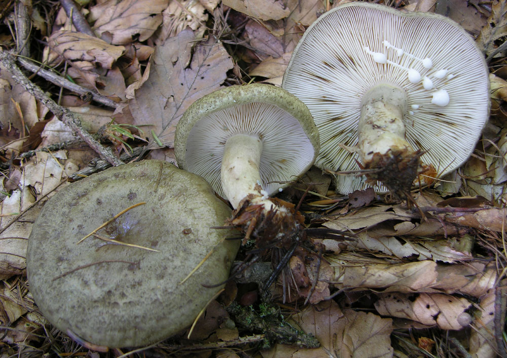 Se vi piacciono i funghi....